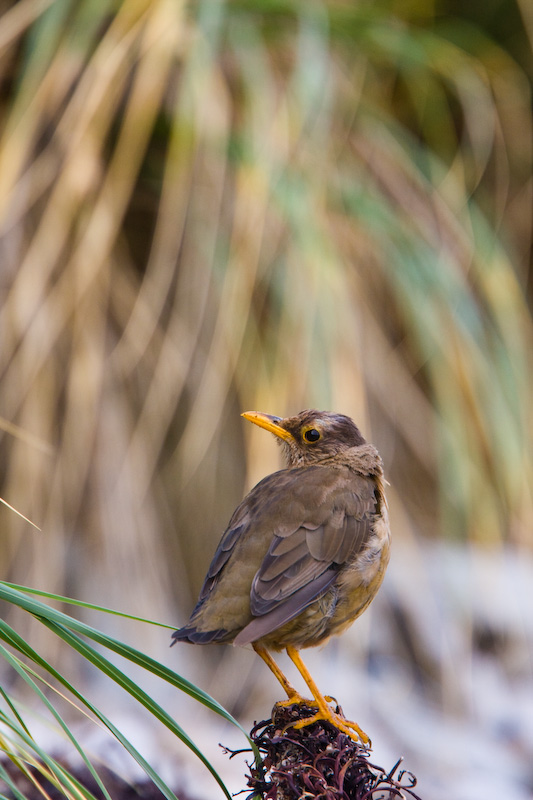 Austral Thrush